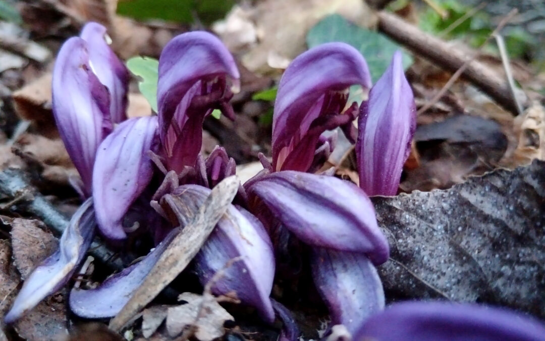 C’est le printemps !
